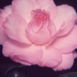 Sweetheart Variegated